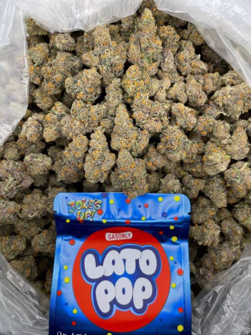 Lato Pop Strain